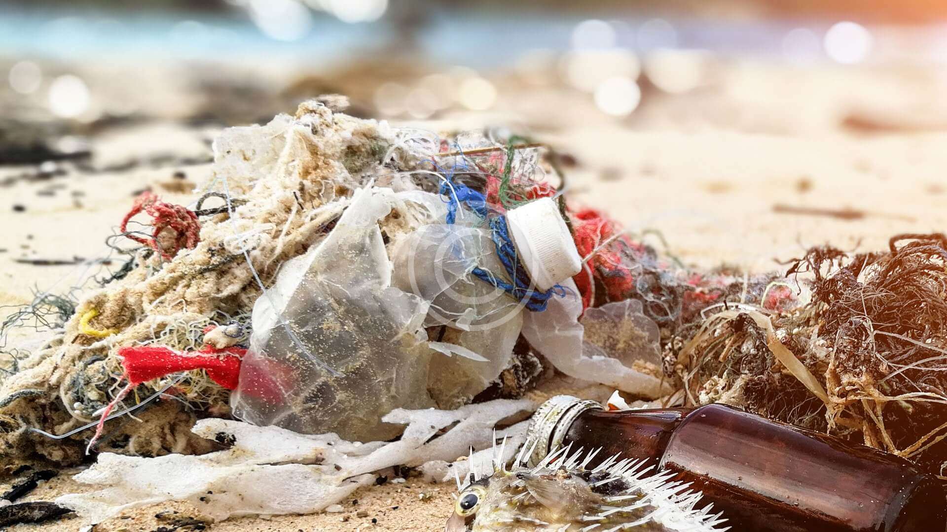 1 Million Aquatic animals are killed every year